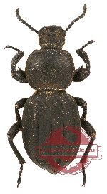 Tenebrionidae sp. 33