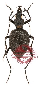 Cychrus (s.str.) marcilhaci ssp. haeckeli Deuve, 1997 (A2)