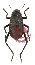 Tenebrionidae sp. 32