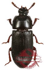 Tenebrionidae sp. 39 (2 pcs)