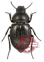 Tenebrionidae sp. 40