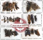 Scientific lot no. 52 Hymenoptera (28 pcs)
