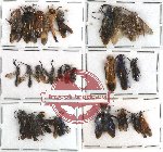 Scientific lot no. 52 Hymenoptera (28 pcs)