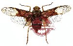 Birdantis similis (A2 -legs)