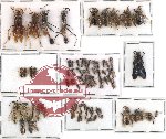 Scientific lot no. 58 Hymenoptera (78 pcs)