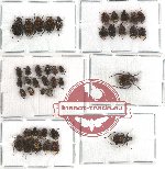 Valginae scientific lot no. 5 (42 pcs)