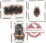Scientific lot no. 73 Chrysomelidae (6 pcs)