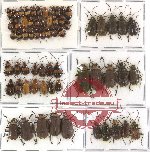 Scientific lot no. 70 Chrysomelidae (64 pcs)