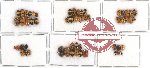 Scientific lot no. 72 Chrysomelidae - Cryptocephalini (55 pcs)