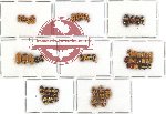 Scientific lot no. 71 Chrysomelidae - Cryptocephalini (52 pcs)