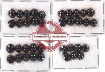 Scientific lot no. 16 Coccinelidae (37 pcs)