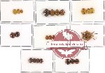 Scientific lot no. 15 Coccinelidae (23 pcs)