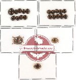 Scientific lot no. 14 Coccinelidae (17 pcs)