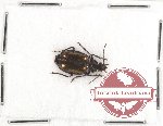 Scientific lot no. 77 Carabidae (1 pc)