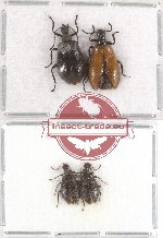 Scientific lot no. 9 Lagriidae (4 pcs - 2 pcs A2)