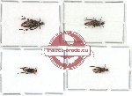 Scientific lot no. 1 Rhipiphoridae (4 pcs - 3 pcs A2)