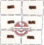 Scientific lot no. 4 Scolytidae (30 pcs)