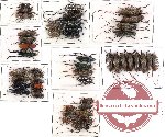 Scientific lot no. 38 Cerambycidae (48 pcs A, A-, A2)