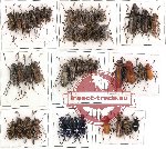 Scientific lot no. 37 Cerambycidae (46 pcs)