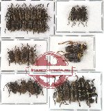 Scientific lot no. 34 Cerambycidae (35 pcs A-, A2)