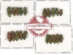 Scientific lot no. 16 Buprestidae (Palmar spp.) (20 pcs)