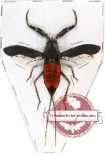 Nepa sp. 1 (giant species)