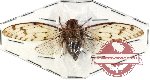 Cicadidae sp. 25