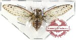 Cicadidae sp. 26 (A2)