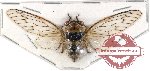 Cicadidae sp. 28