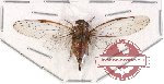 Cicadidae sp. 27 (A-)