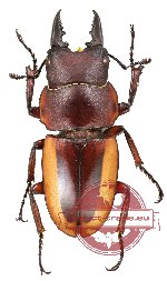 Prosopocoilus lateralis