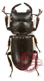 Aegus sp. 7 (male A, female A2)