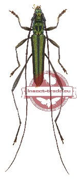 Chloridolum cinnyris