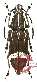 Xenocerus buruanus