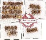 Scientific lot no. 11 Hopliinae (53 pcs)