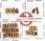 Scientific lot no. 14 Hopliinae (33 pcs)