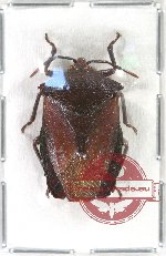 Pentatomidae sp. 14 (A2)