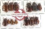 Scientific lot no. 11 Melolonthinae (13 pcs)