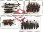 Scientific lot no. 24 Brenthidae (22 pcs)