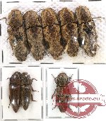 Scientific lot no. 18 Elateridae (8 pcs)