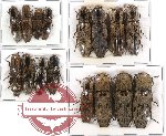 Scientific lot no. 20 Elateridae (16 pcs A2)