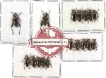 Scientific lot no. 74 Donacia spp. (17 pcs)