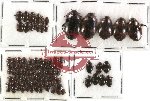 Scientific lot no. 18 Dytiscidae (94 pcs)