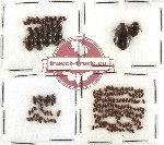 Scientific lot no. 17 Dytiscidae (180 pcs)