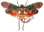 Penthicodes farinosa ssp. wawonii