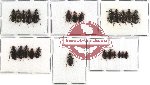 Scientific lot no. 79 Carabidae (25 pcs)