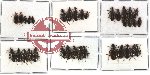 Scientific lot no. 78 Carabidae (34 pcs)