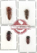 Scientific lot no. 21 Eucnemidae (4 pcs - 3 pcs A2)