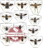 Scientific lot no. 18 Diptera (12 pcs)