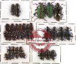 Scientific lot no. 87 Tenebrionidae (37 pcs)